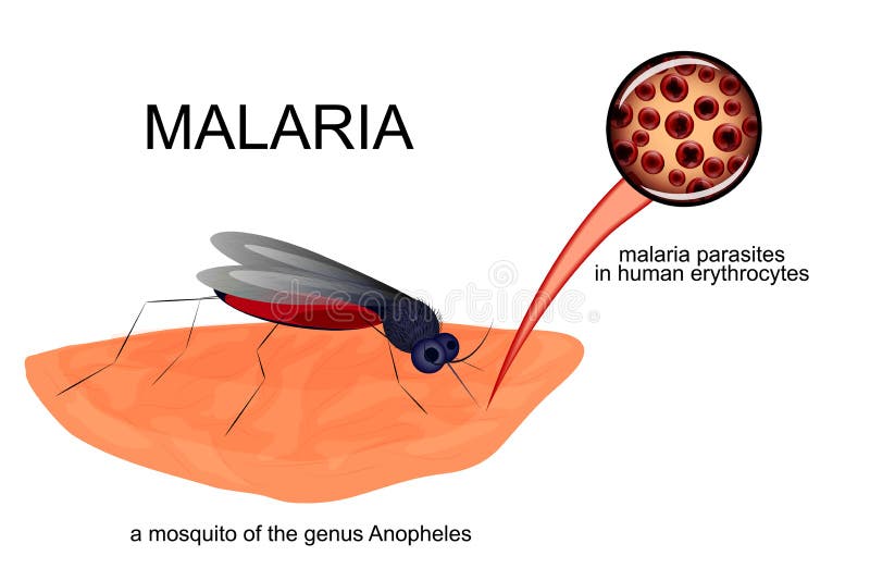 Anopheles Mosquito and the Infected Red Blood Cells Stock Vector