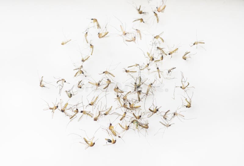 Anopheles κουνούπι, επικίνδυνο όχημα του zika, δάγκειος, chikungunya, ελονοσία και άλλες μολύνσεις Έντομο που απομονώνεται στο λε στοκ εικόνες με δικαίωμα ελεύθερης χρήσης Anopheles κουνούπι, επικίνδυνο όχημα του zika, δάγκειος, chikungunya, ελονοσία και άλλες μολύνσεις Έντομο που απομονώνεται στο λε στοκ εικόνες με δικαίωμα ελεύθερης χρήσης