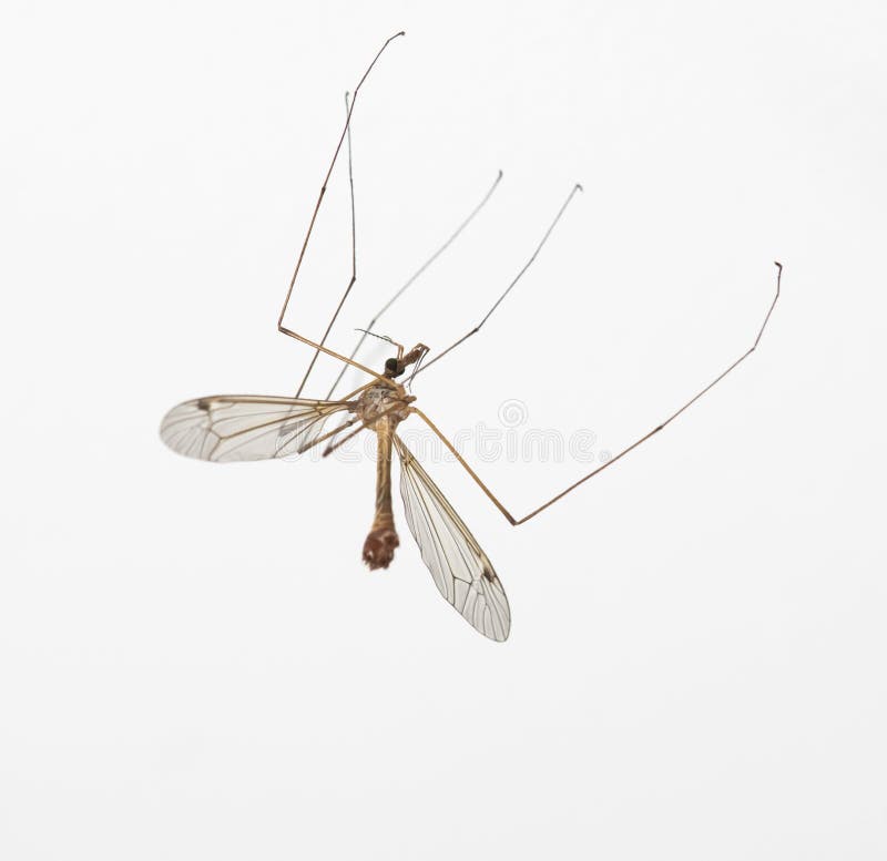 Anophèles moustique, mouche de grue photographie stock Anophèles moustique, mouche de grue photographie stock