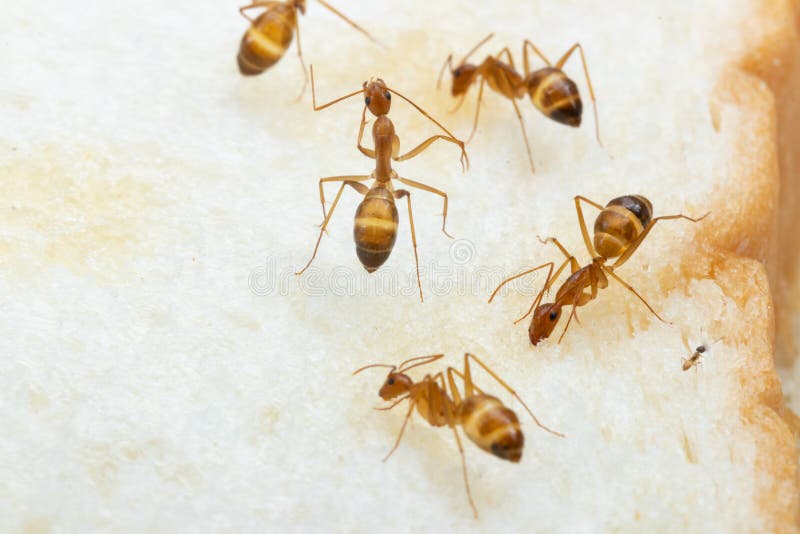 Anoplolepis gracilipes, yellow crazy ants, on Sliced â€‹â€‹bread