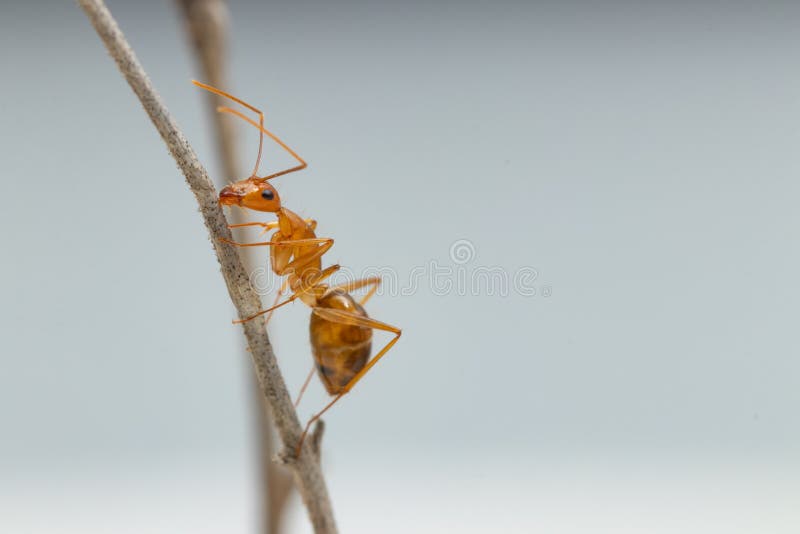 Anoplolepis gracilipes, yellow crazy ants, on Sliced â€‹â€‹bread