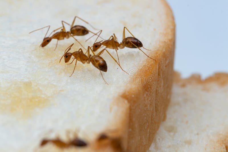 Anoplolepis gracilipes, yellow crazy ants, on Sliced â€‹â€‹bread