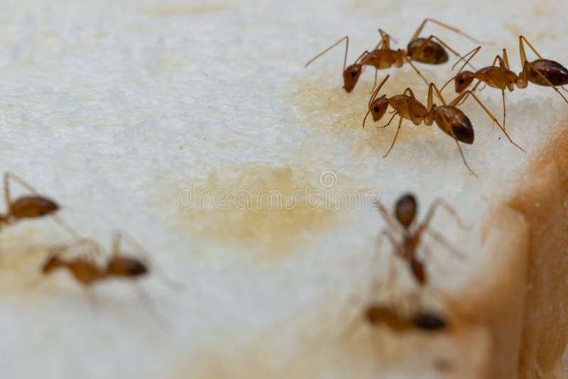 Anoplolepis gracilipes, yellow crazy ants, on Sliced â€‹â€‹bread