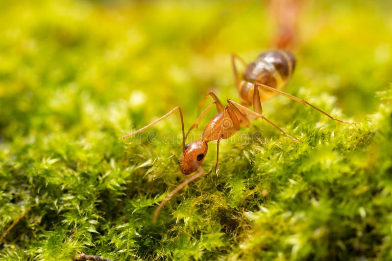 AnoplolepisTrauben, Gelbe Verrückte Ameisen Auf Mosaiken