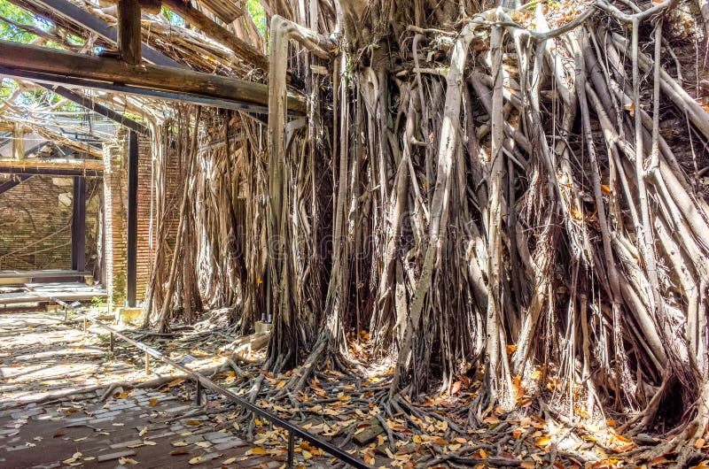 Anping Tree House. This old warehouse is covered by branched of ancient Banyan Tree branch which is