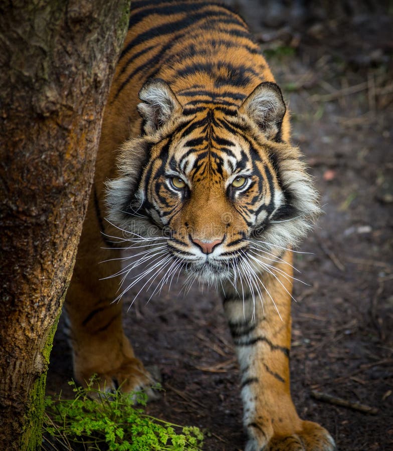 Anpirschendes Opfer des Tigers lizenzfreie stockfotografie Anpirschendes Opfer des Tigers lizenzfreie stockfotografie