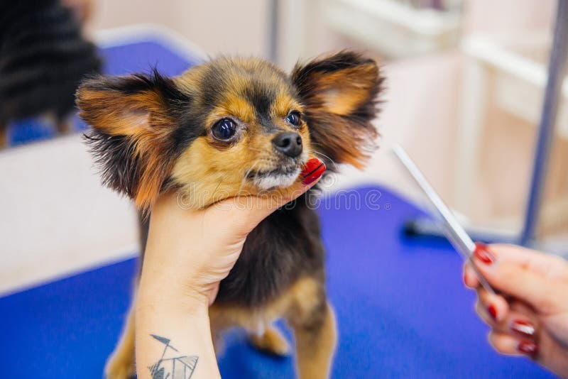 Ansa en hund i en hårsalong för hundkapplöpning