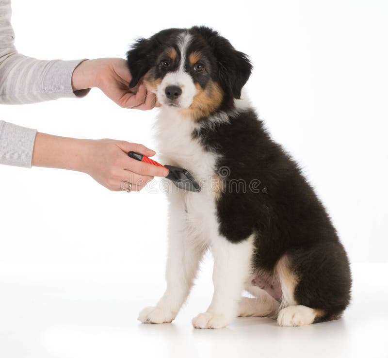 Ansa för hund arkivfoto