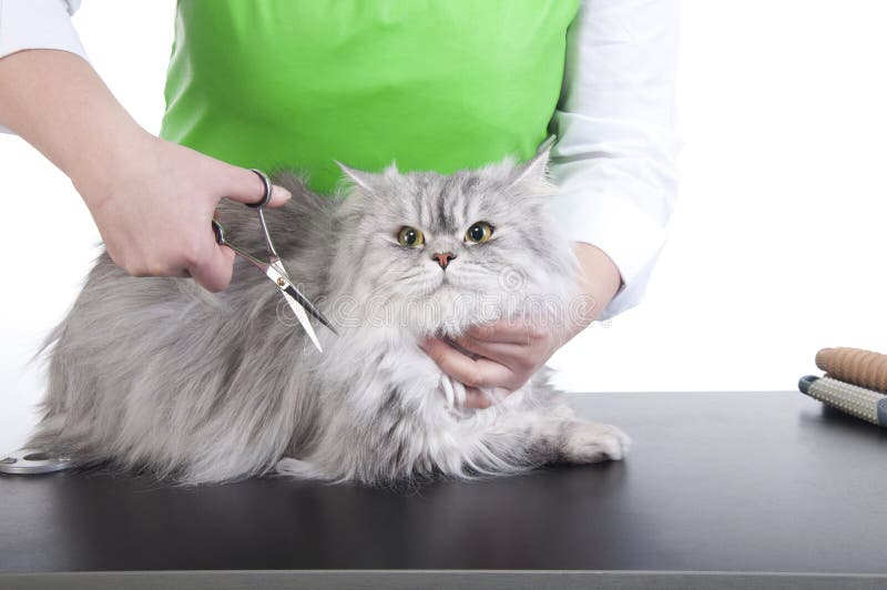 Ansa för katt royaltyfri foto