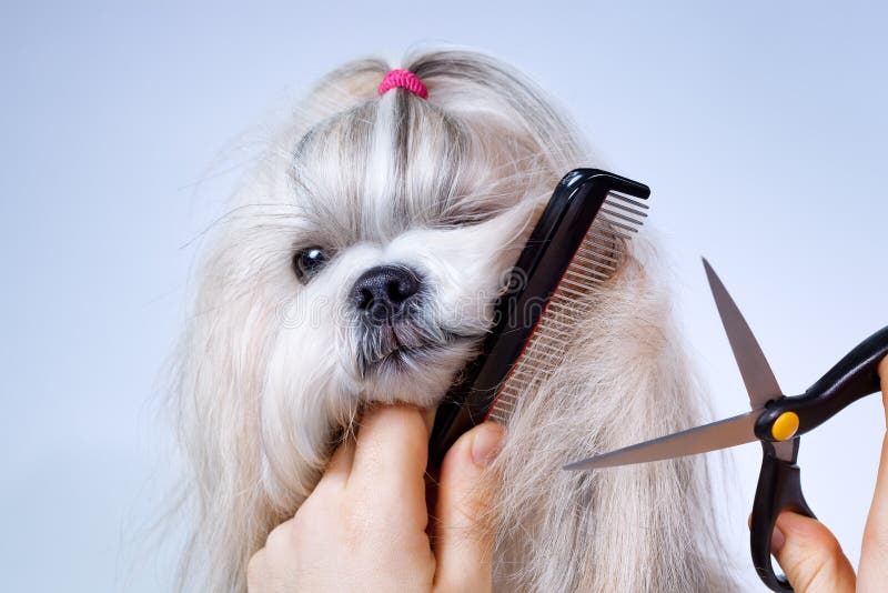 Ansa för Shih tzuhund royaltyfri bild