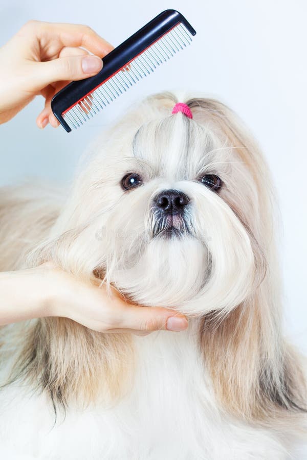 Ansa för Shih tzuhund royaltyfri foto