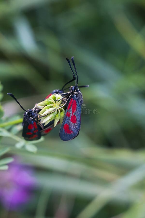 Anschluss von Zygaena-trifolii Schmetterlingen auf Anlage lizenzfreie stockbilder Anschluss von Zygaena-trifolii Schmetterlingen auf Anlage lizenzfreie stockbilder