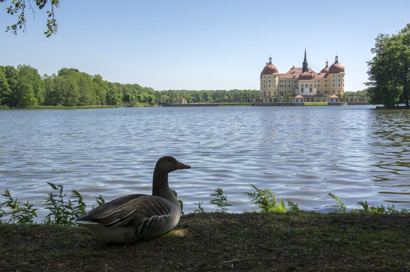 Anser anser species of large goose, big bird called greylag goose relaxing with birds friends in front of castle Moritzburg