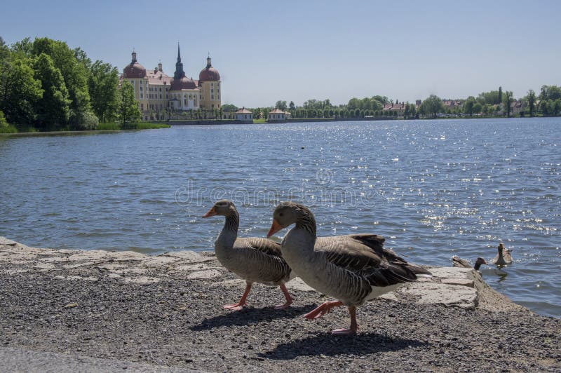 Anser anser species of large goose, big bird called greylag goose relaxing with birds friends in front of castle Moritzburg