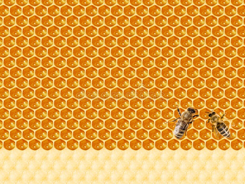 Ansicht der Arbeitsbienen auf Honigzellen stockbilder Ansicht der Arbeitsbienen auf Honigzellen stockbilder