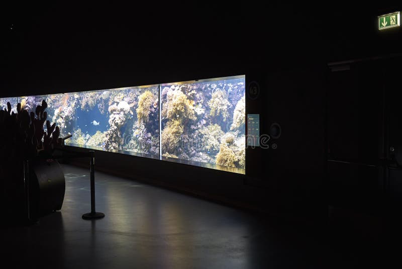Ansicht der Korallenriffbehälter. Kopenhagen, Dänemark - 11. Oktober 2018: Ansicht des Korallenriffbehälter nationalen Aquariums Dänemark