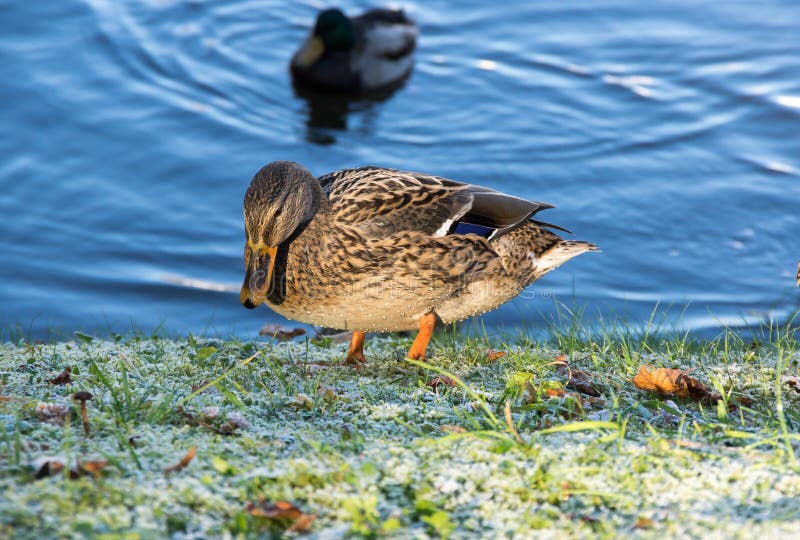 Ansicht der Stockente stockbild. Bild von stockente