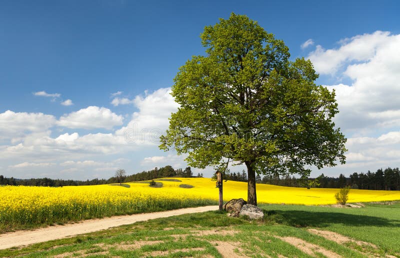 Ansicht der Weise zwischen Rapssamenfeld und Limettenbaum lizenzfreies stockfoto Ansicht der Weise zwischen Rapssamenfeld und Limettenbaum lizenzfreies stockfoto