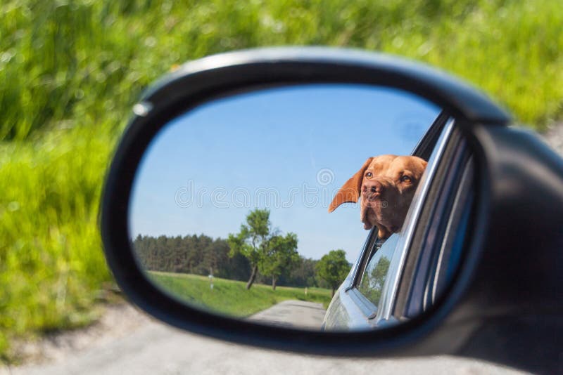 Zwei Hunde Reisen in Rote Auto Stockbild - Bild von phantasie