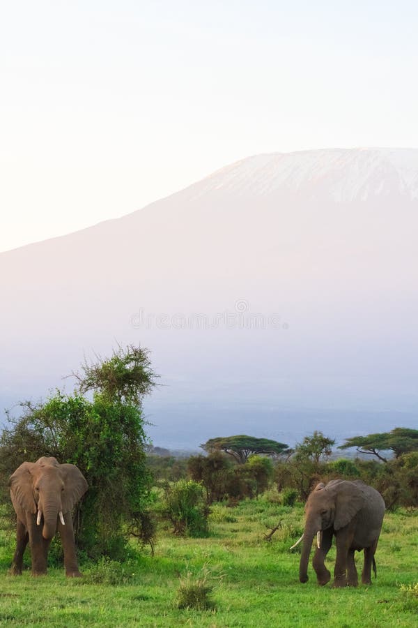 Ansicht des Mount Kilimanjaros Kenia, Afrika lizenzfreie stockbilder Ansicht des Mount Kilimanjaros Kenia, Afrika lizenzfreie stockbilder
