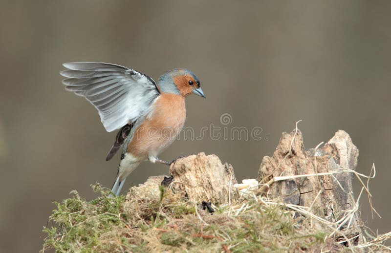 Chaffinch. lizenzfreie stockbilder Chaffinch. lizenzfreie stockbilder