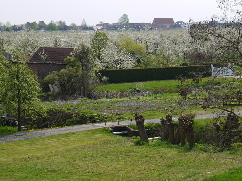 Ansicht mit Wiese, Bäume und Weg, blühende Kirschbaumplantage, Bäume banden an den Pfosten, Dorf im starken unscharfen Hintergrun stockfotografie Ansicht mit Wiese, Bäume und Weg, blühende Kirschbaumplantage, Bäume banden an den Pfosten, Dorf im starken unscharfen Hintergrun stockfotografie