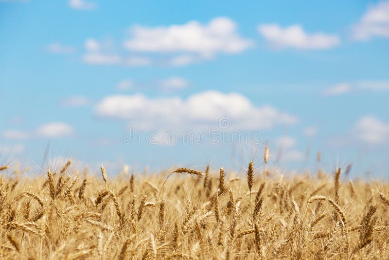 beautiful summer landscape - view at the wheat field. beautiful summer landscape - view at the wheat field