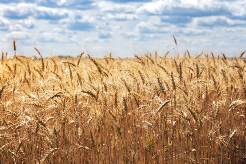 beautiful summer landscape - view at the wheat field. beautiful summer landscape - view at the wheat field