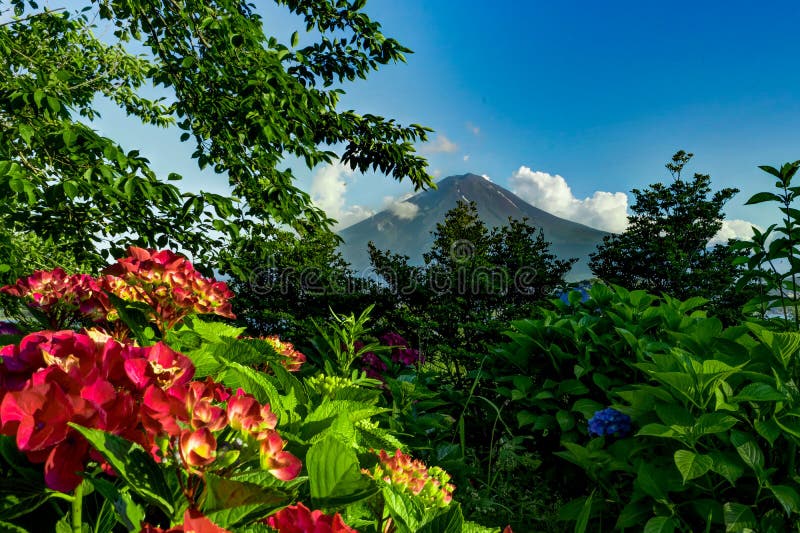 Ansicht zum Fujisan mit Blumen im Sommer mit blauem Himmel und clou stockfotos Ansicht zum Fujisan mit Blumen im Sommer mit blauem Himmel und clou stockfotos