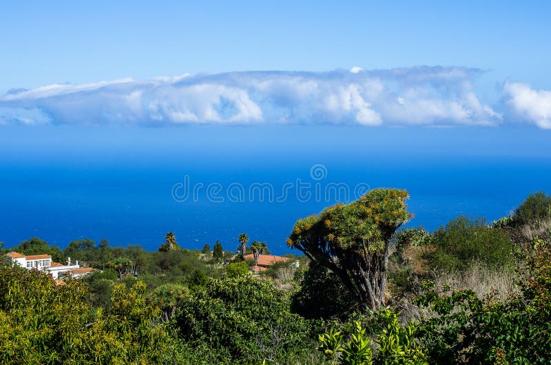 Ansicht über Drachenbäume und Palmen zum Atlantik im Nordwesten von La Palma lizenzfreies stockfoto Ansicht über Drachenbäume und Palmen zum Atlantik im Nordwesten von La Palma lizenzfreies stockfoto