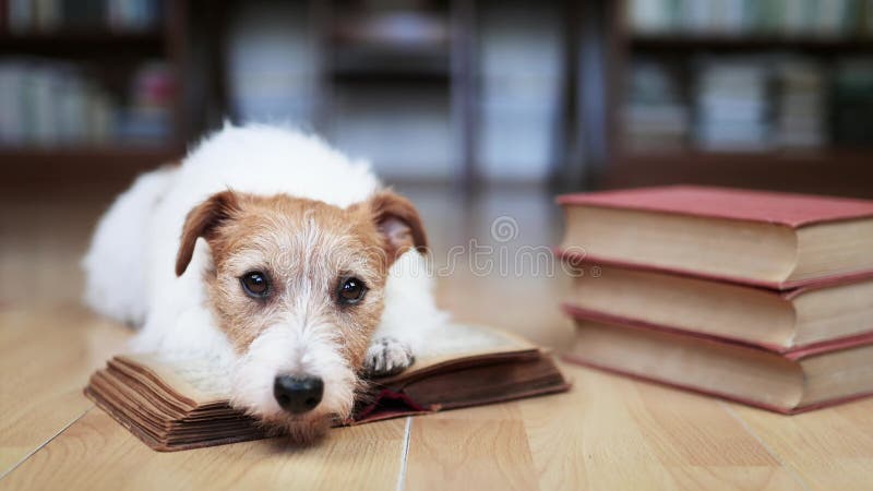 Ansiktet på en söt, smart jack russell skräckhund som lär sig från böcker och ser ut stock video
