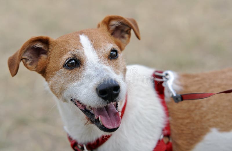 Ansimare del Terrier del Jack Russell del pastore immagine stock Ansimare del Terrier del Jack Russell del pastore immagine stock