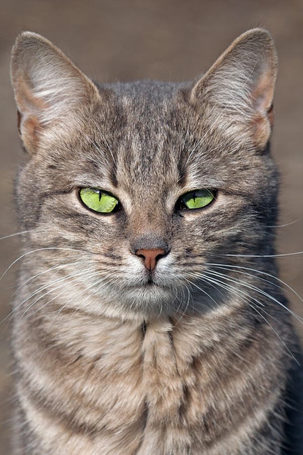 Anstarrenkatze lizenzfreie stockfotos Anstarrenkatze lizenzfreie stockfotos