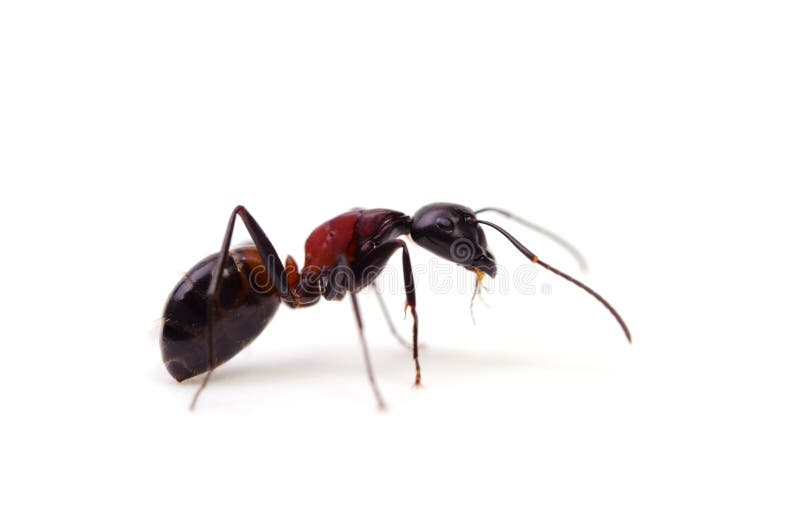 big red ants big red ants