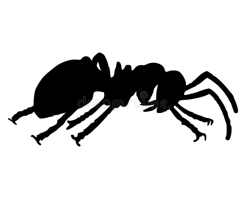 Ant. 