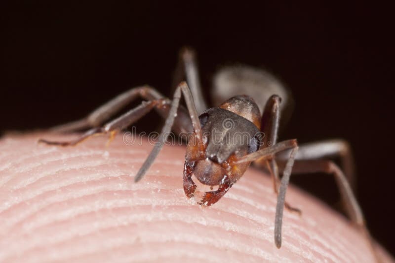 Ant biting skin on human hand