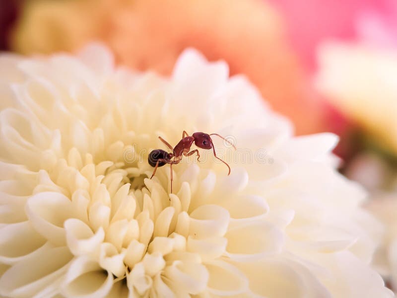 Ant on a blooming white flower royalty free stock photography