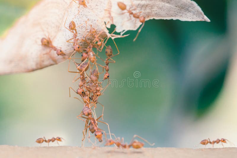 Ant bridge unity