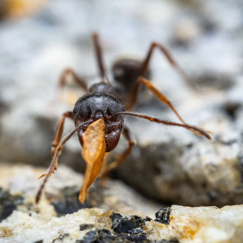 Close-up of an ant carrying a leaf on a rocky surface, showcasing nature's tiny details. Perspective ant stock images, royalty-free photos and pictures