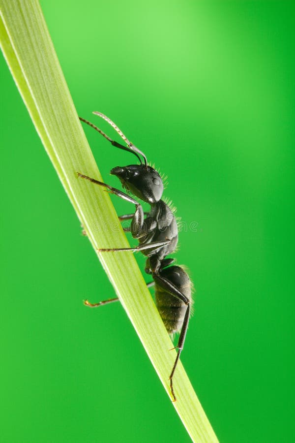 Ant climb on blade of grass