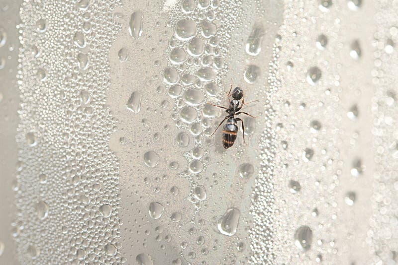 An ant climbs a bottle which contains condensed water droplets. Perspective ant stock images, royalty-free photos and pictures