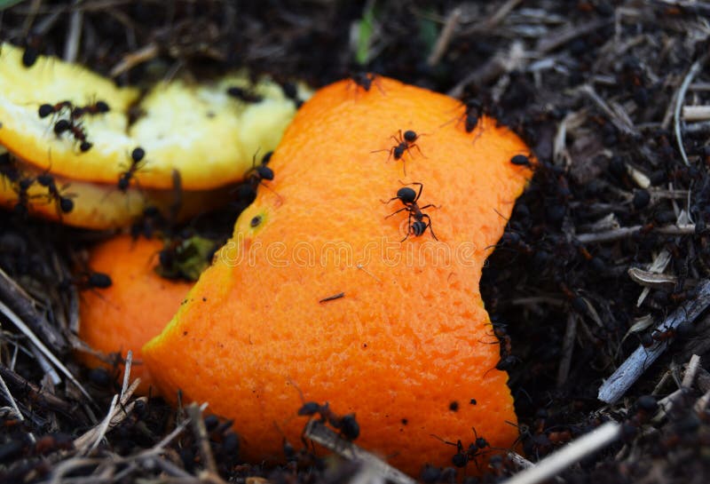 An Ant Colony Devouring an Orange Peel Stock Image Image of yellow