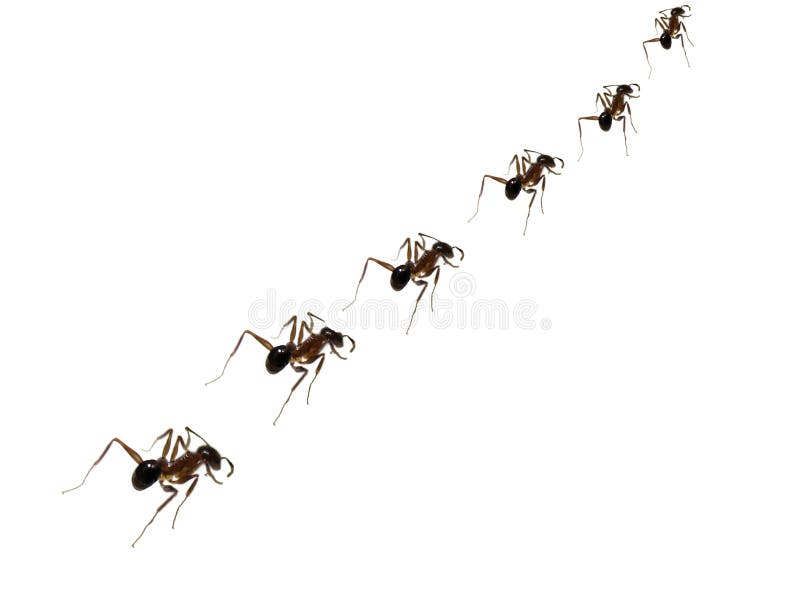 Ant Discipline