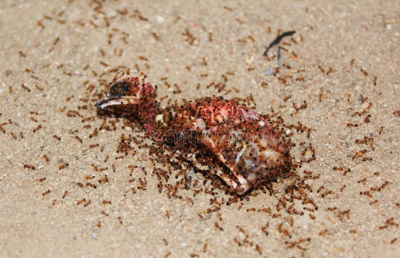 Ant Eat bird carcass stock image. Image of carcass, corpse 136938479