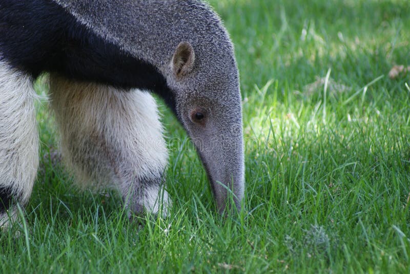 Ant eater