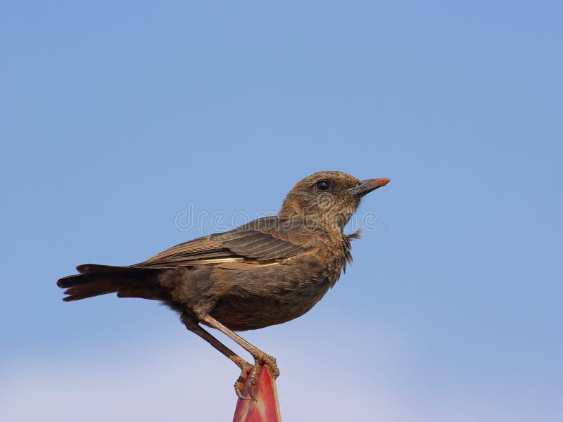Ant eating chat perched against blue sky