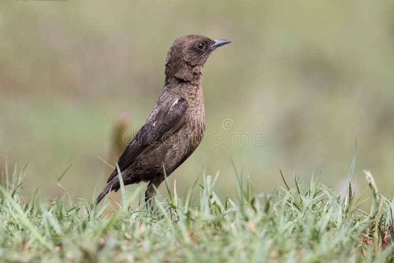 Ant Eating Chat Sitting on Grass in the Early Morning Sun Stock Photo
