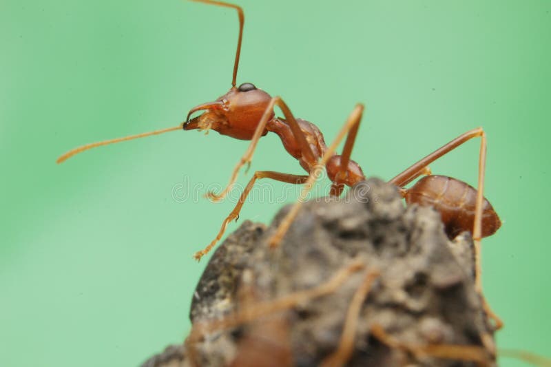 Ant Eating Flies Marco Life Detail Stock Image Image of flies, marco 274772653