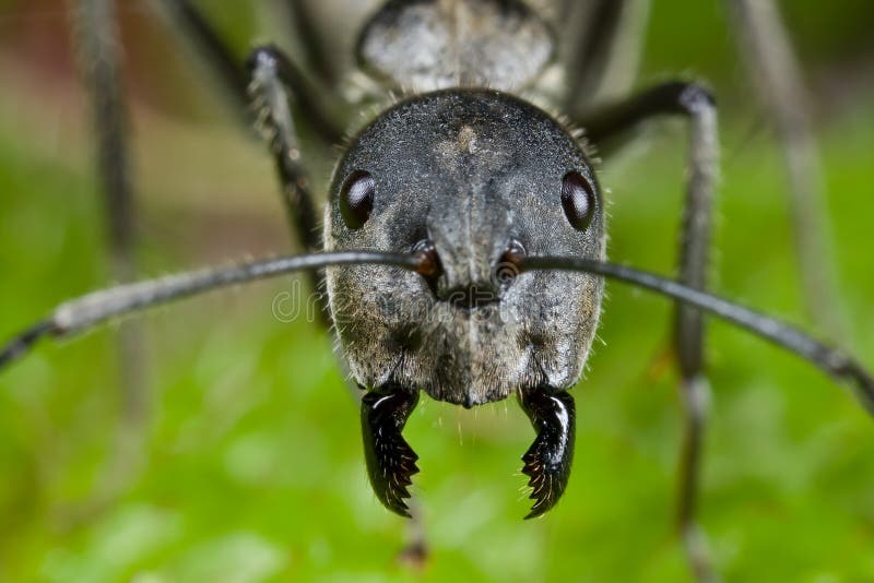 1,308 Ant Face Stock Photos - Free & Royalty-Free Stock Photos