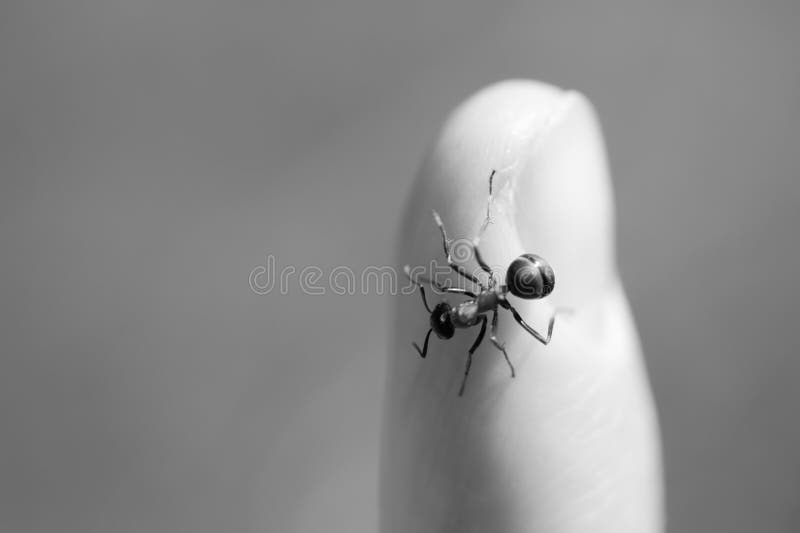 Hormiga sobre el dedo en blanco y negro copiar espacio.